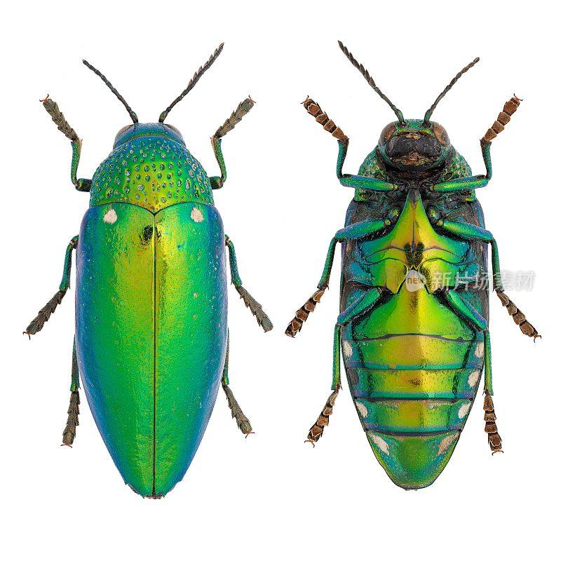 昆虫收集美丽的宝石甲虫。Saunders, 1866年
